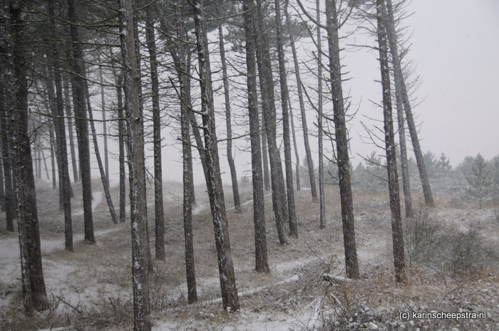 nesser bos in de sneeuw -foto: karin scheepstra-