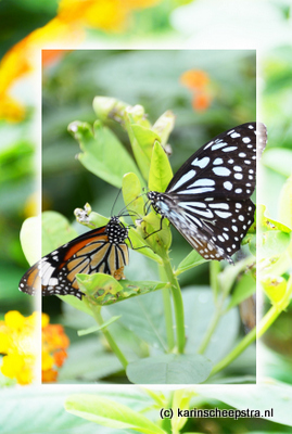 447KS-171118-2992fotokaart vlinders